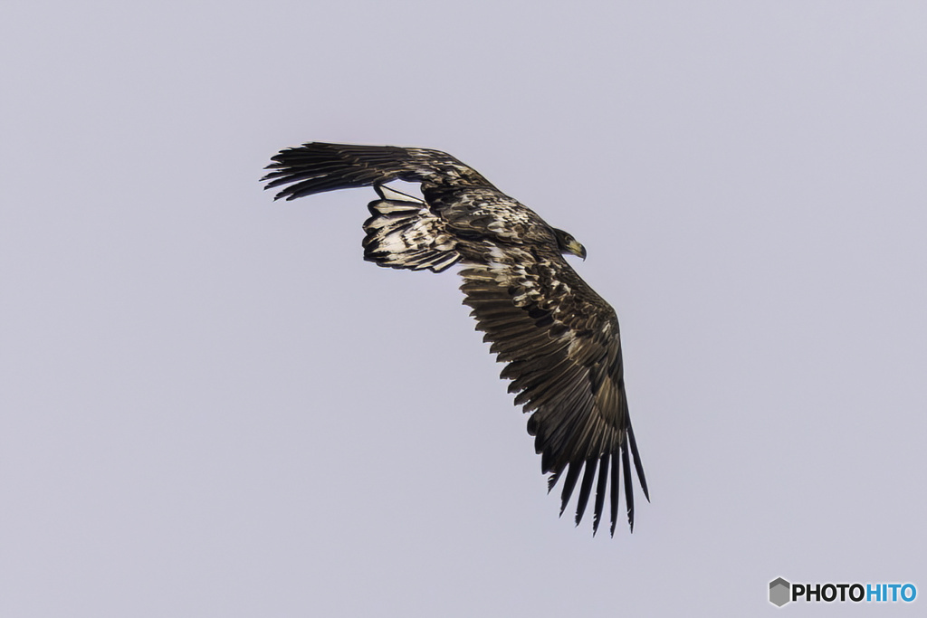 オジロワシ若鳥飛翔7