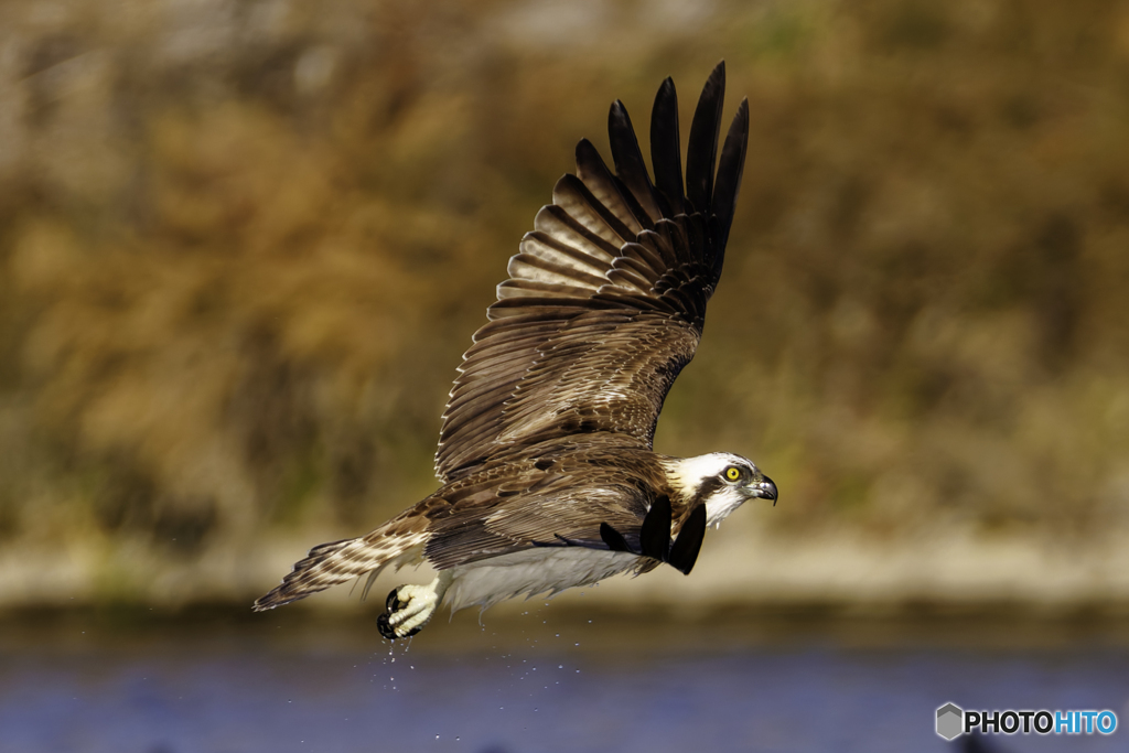 ミサゴの背撃ち