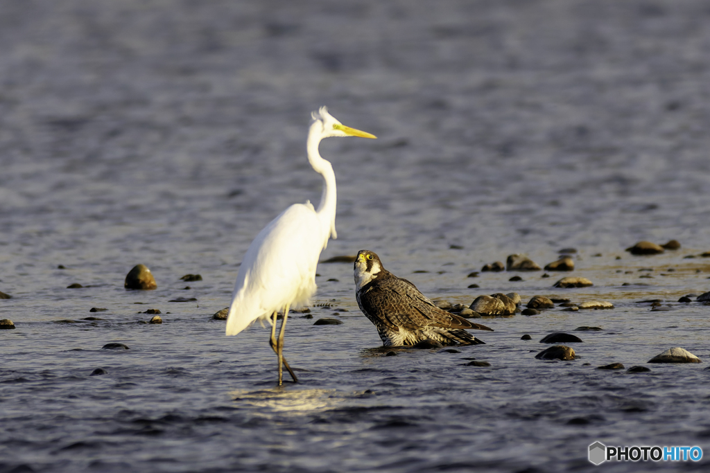こっちに来ないで