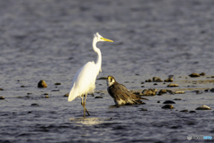 こっちに来ないで