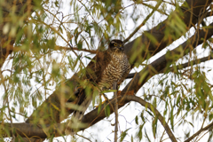 見つかっちゃた