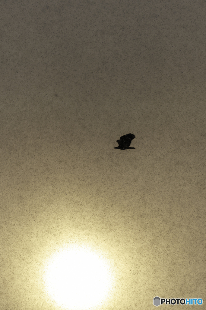 晴れ雪とオジロワシ