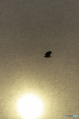 晴れ雪とオジロワシ