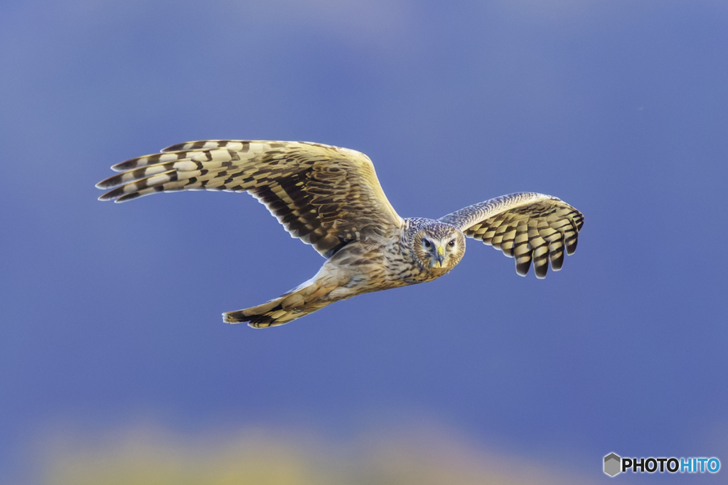 ハイメスの優雅な飛翔