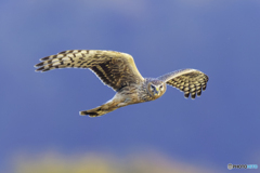 ハイメスの優雅な飛翔