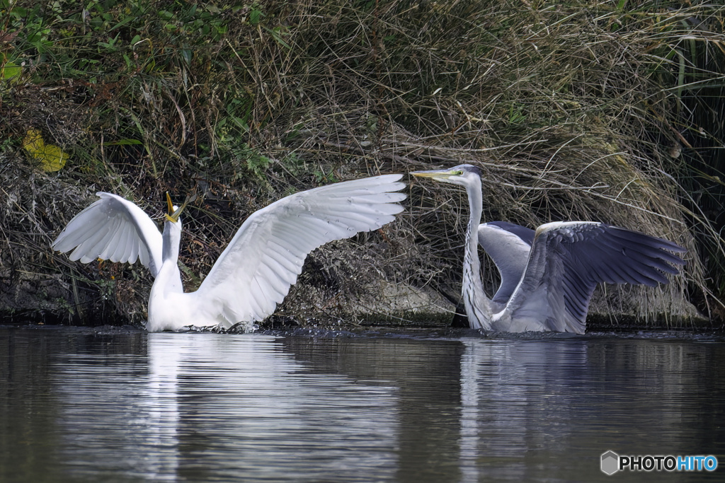 ダイサギさんいいなぁ