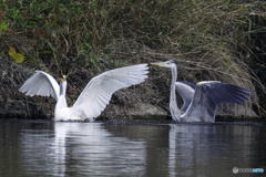ダイサギさんいいなぁ