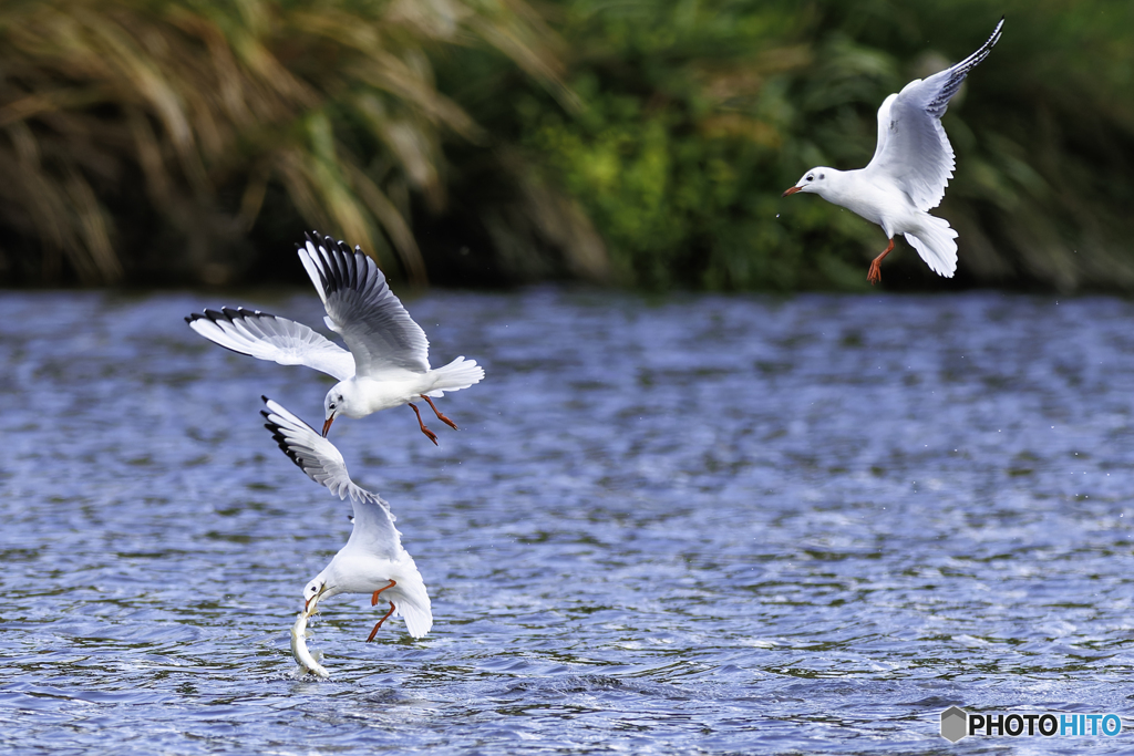 ゆりかもめ軍団