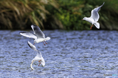 ゆりかもめ軍団