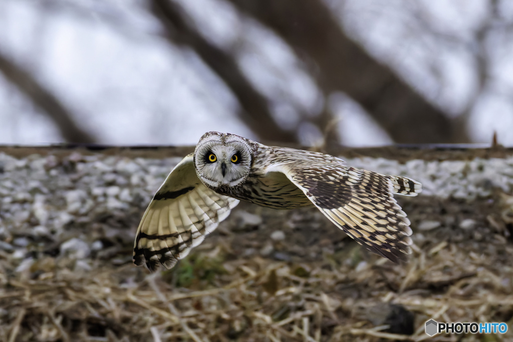 飛びながら見つめないで