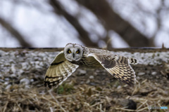 飛びながら見つめないで