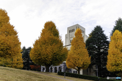 東京科学大学の銀杏2
