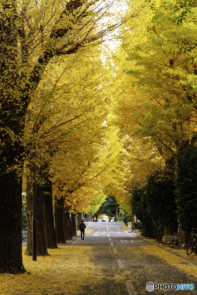 東京科学大学の銀杏1