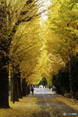 東京科学大学の銀杏1