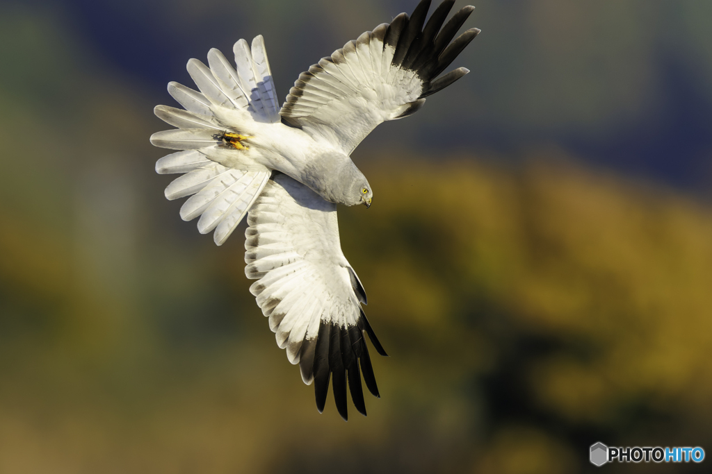ハイチュウオスの塒入り