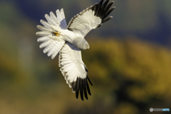ハイチュウオスの塒入り