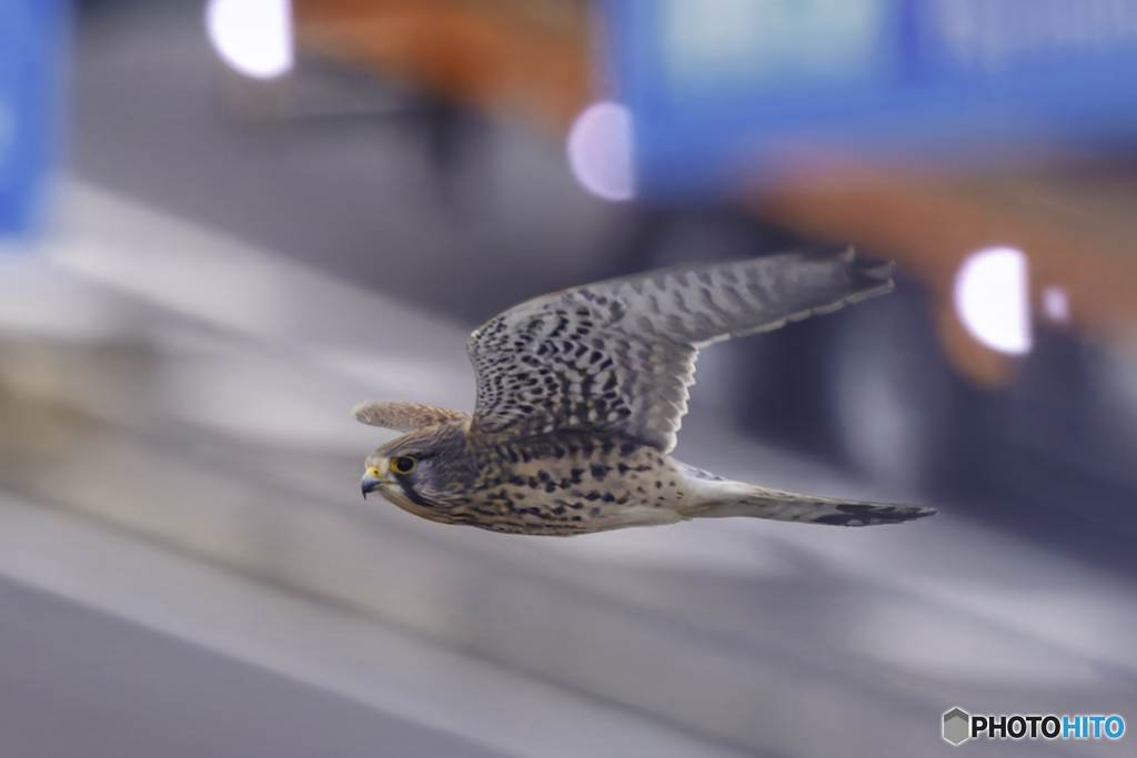 都会に馴染んでいます