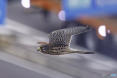 都会に馴染んでいます