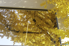 東京科学大学の紅葉2