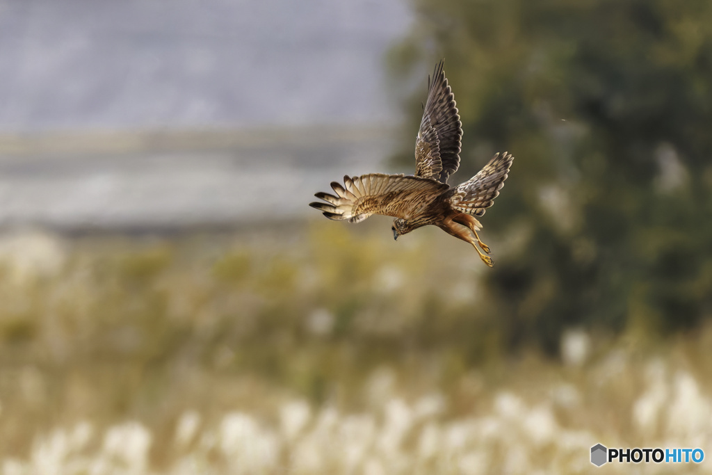 チュウヒ方向転換