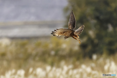 チュウヒ方向転換