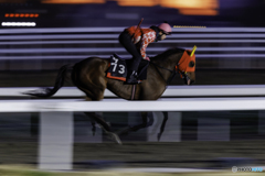 朝の競馬練習場