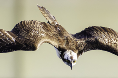 本気モードでない降下