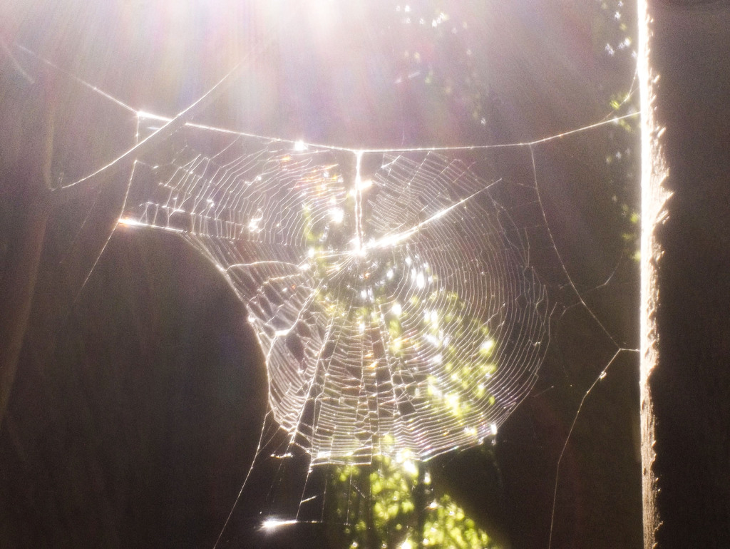 In the web