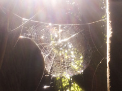 In the web