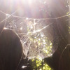 In the web
