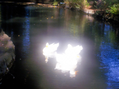 Ducks