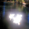 Ducks