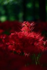 彼岸花
