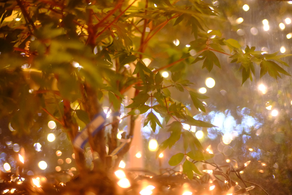 あしかがフラワーパーク　イルミネーション③