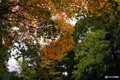 紅葉
