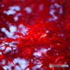 紅葉その２