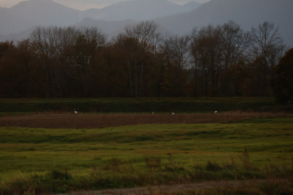 北海道にはもう鶴が来ました