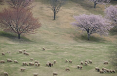 羊と桜