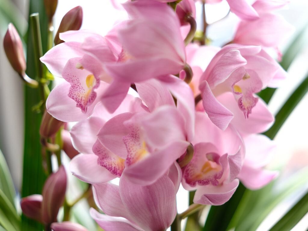 シンビジウム