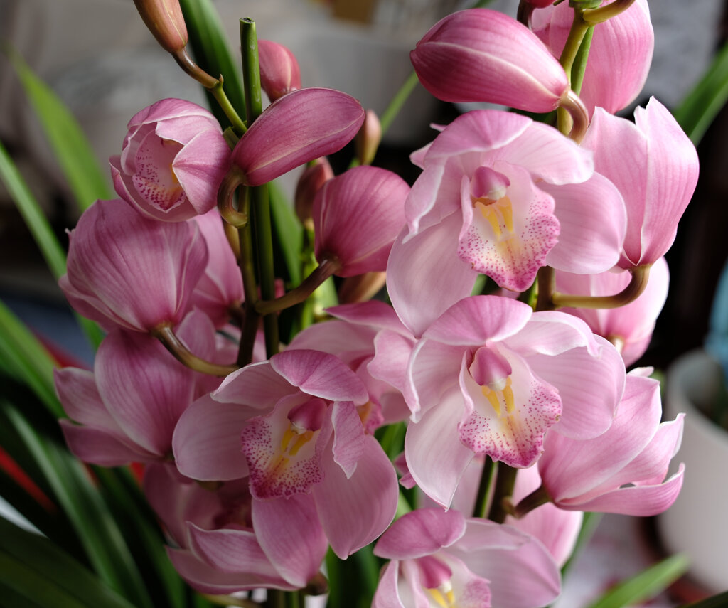 シンビジウム2