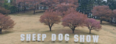 Sheep Dog Show