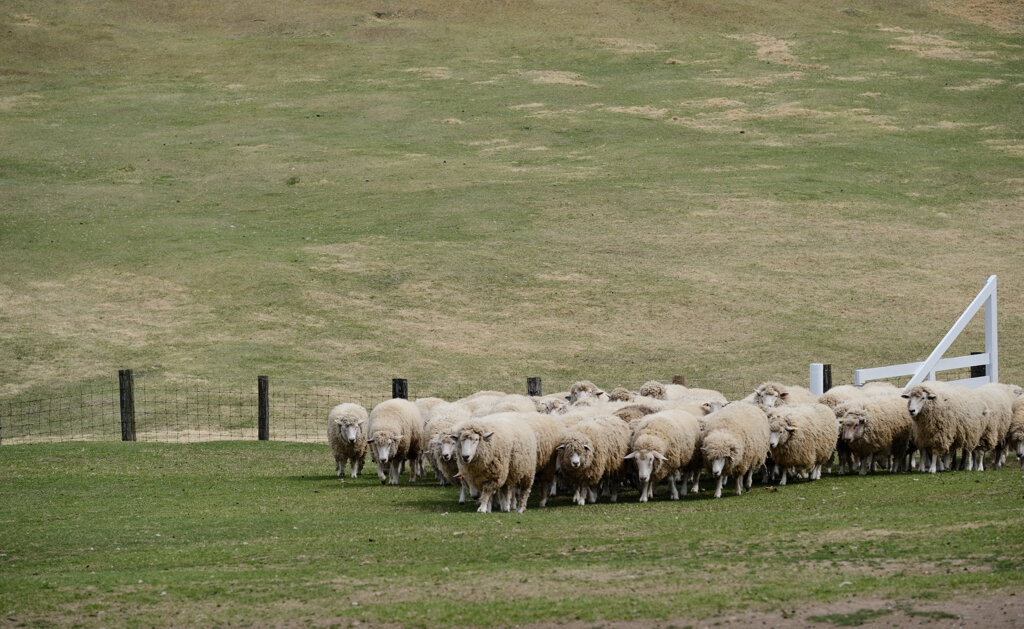 羊の群れ