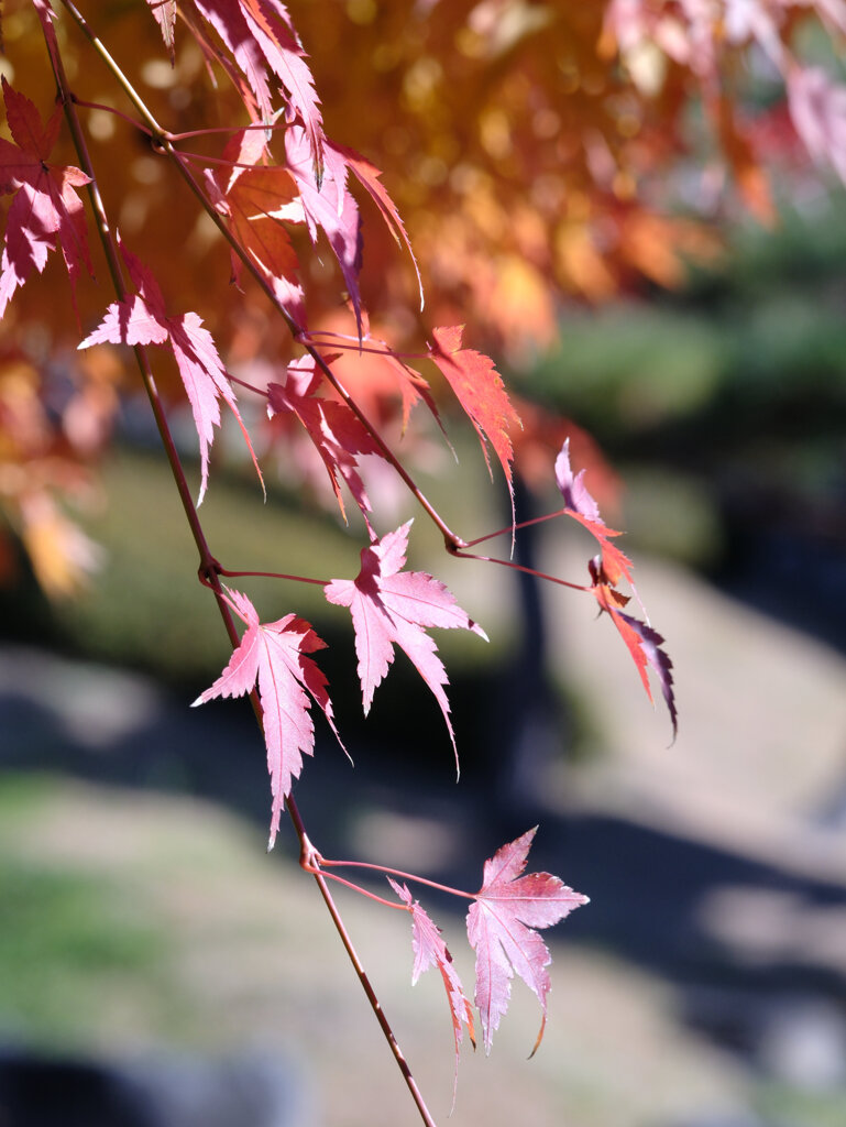 庭園の紅葉