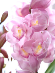 シンビジウム3