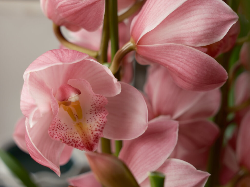 シンビジウム5