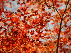 紅葉