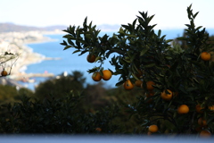 みかんと海