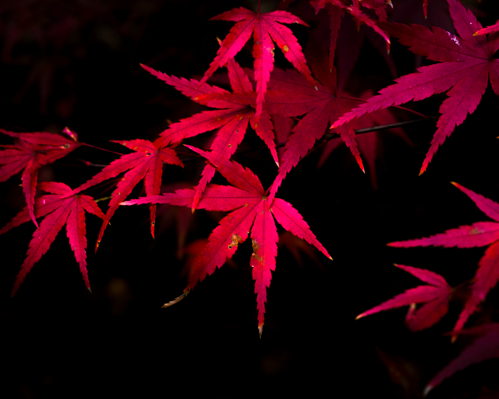 紅葉
