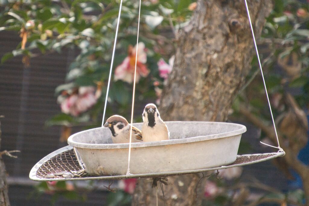 すずめのどや顔