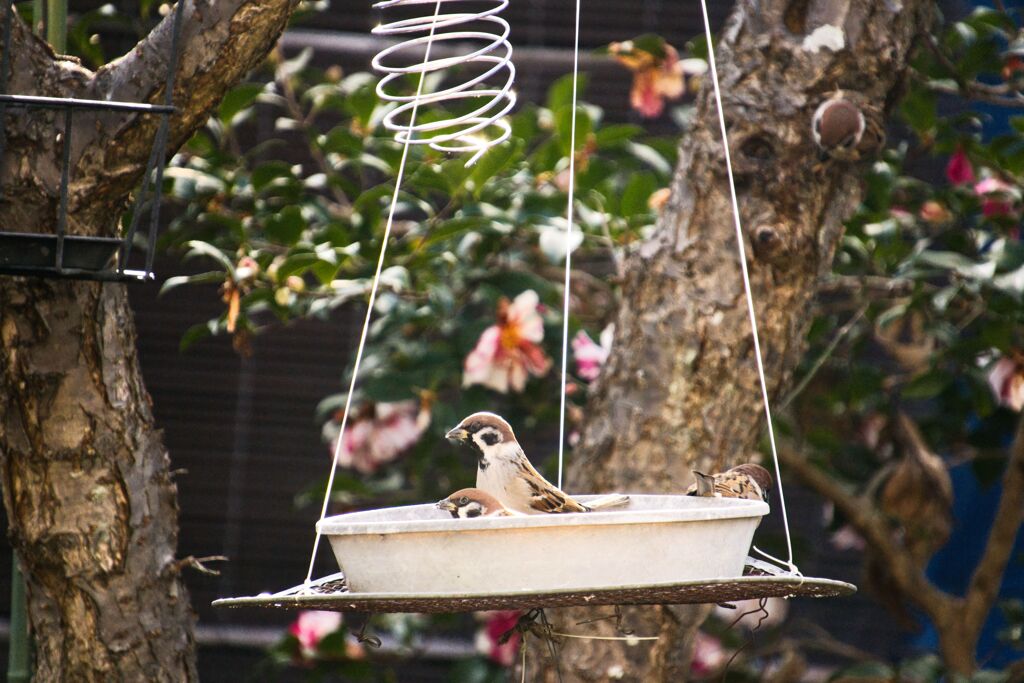 あっちもうまそうだな